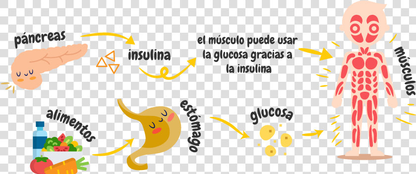 Pancreas Y La Insulina  HD Png DownloadTransparent PNG