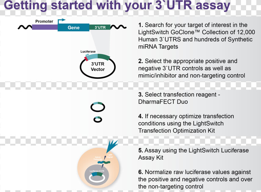 Getting Started With Your Lightswitch 3 utr Assay   Animated Progress Bar  HD Png DownloadTransparent PNG