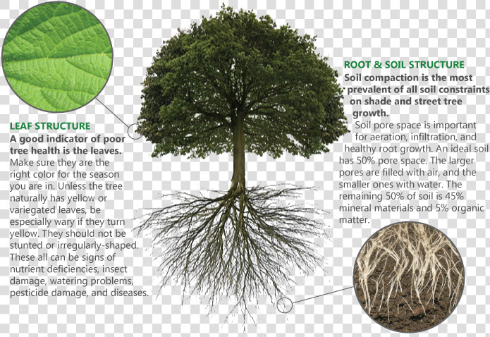Tree Branches And Roots  HD Png DownloadTransparent PNG