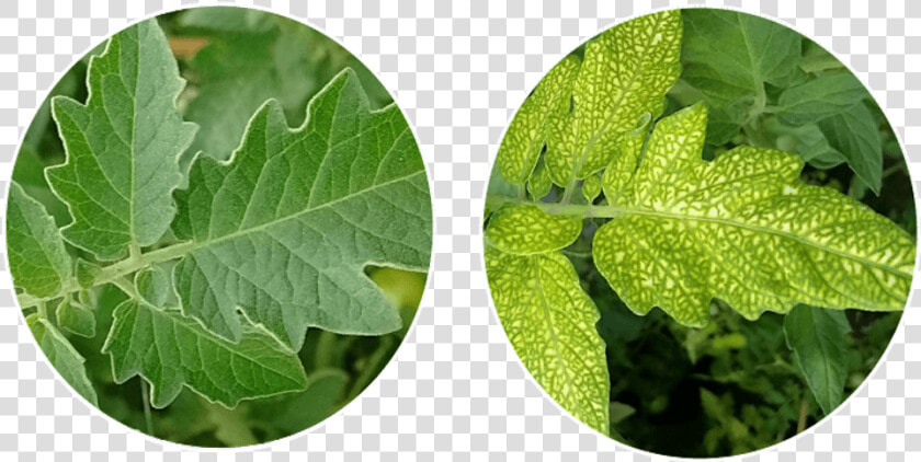 Canoe Birch  HD Png DownloadTransparent PNG