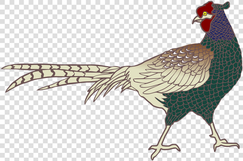 Green Pheasant Bird Png  Transparent PngTransparent PNG