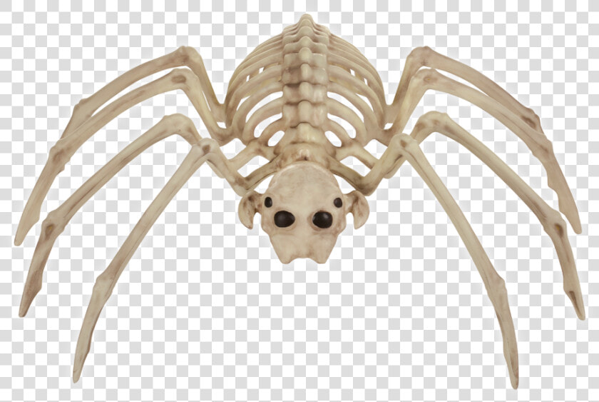 Spider Bonez   Spider  HD Png DownloadTransparent PNG