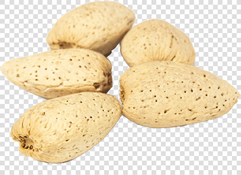 Almonds Png Free Commercial Use Image   Marine Invertebrates  Transparent PngTransparent PNG