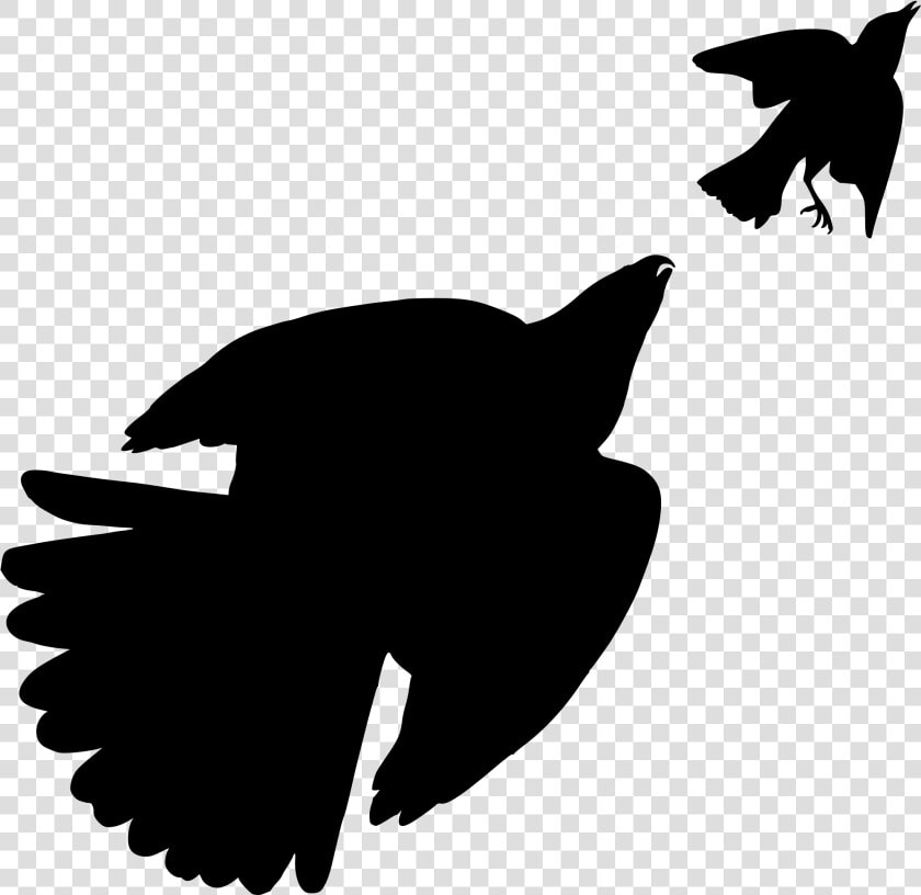 The Birds Of America Cooper S Hawk Bird Of Prey   Bird Silhouette Png Jay  Transparent PngTransparent PNG