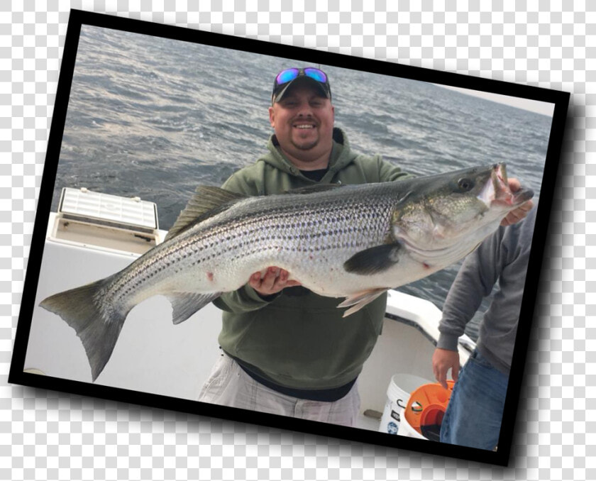 Transparent Striper Png   Pull Fish Out Of Water  Png DownloadTransparent PNG