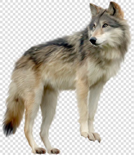 Coyote Clipart Wold   Wolf Png  Transparent PngTransparent PNG