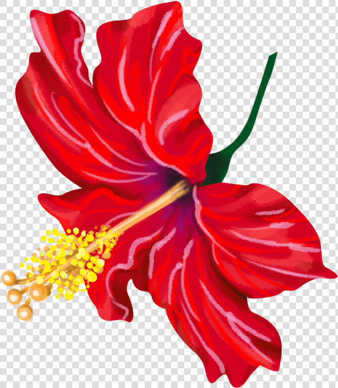 Chinese Hibiscus Clipart   Png Download   Chinese Hibiscus  Transparent PngTransparent PNG