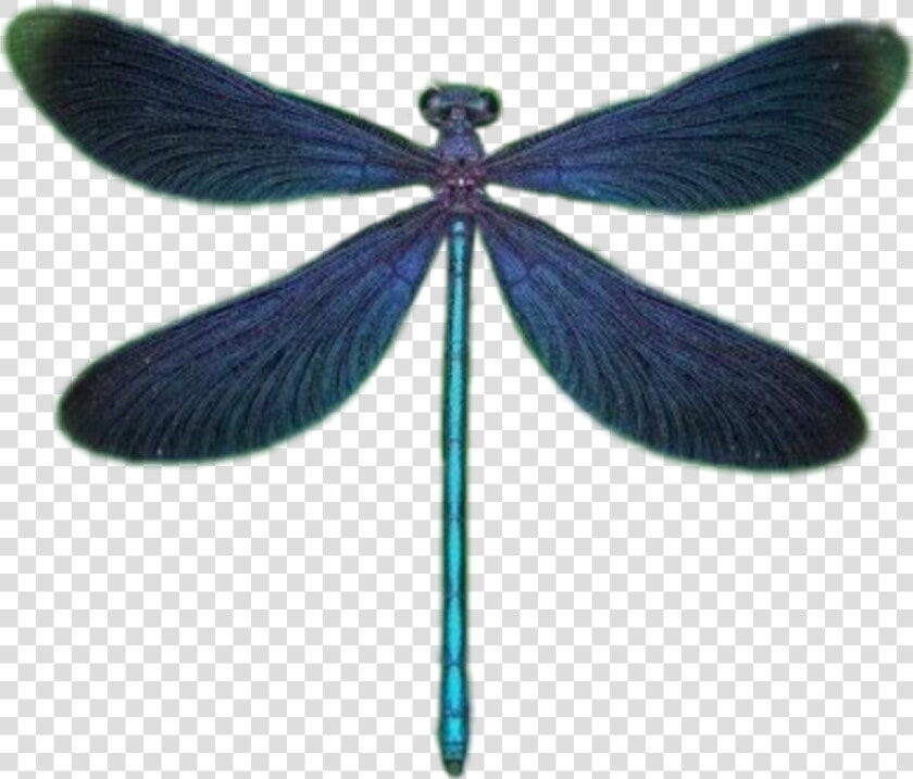  dragonfly  dragonflywings  wings  стрекоза  крылья   Damselfly  HD Png DownloadTransparent PNG