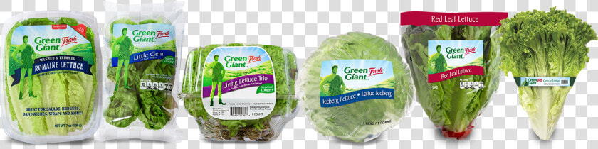 Iceburg Lettuce  HD Png DownloadTransparent PNG