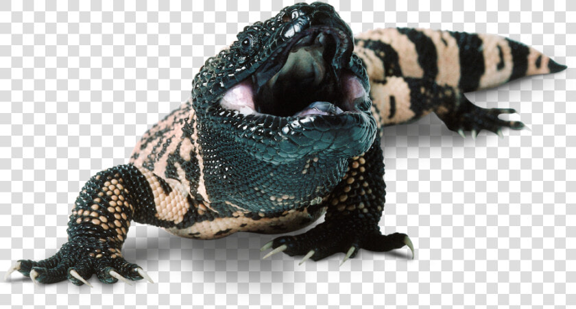 Download Lizard Png Transparent Images Transparent   Mexican Beaded Lizard Facts  Png DownloadTransparent PNG