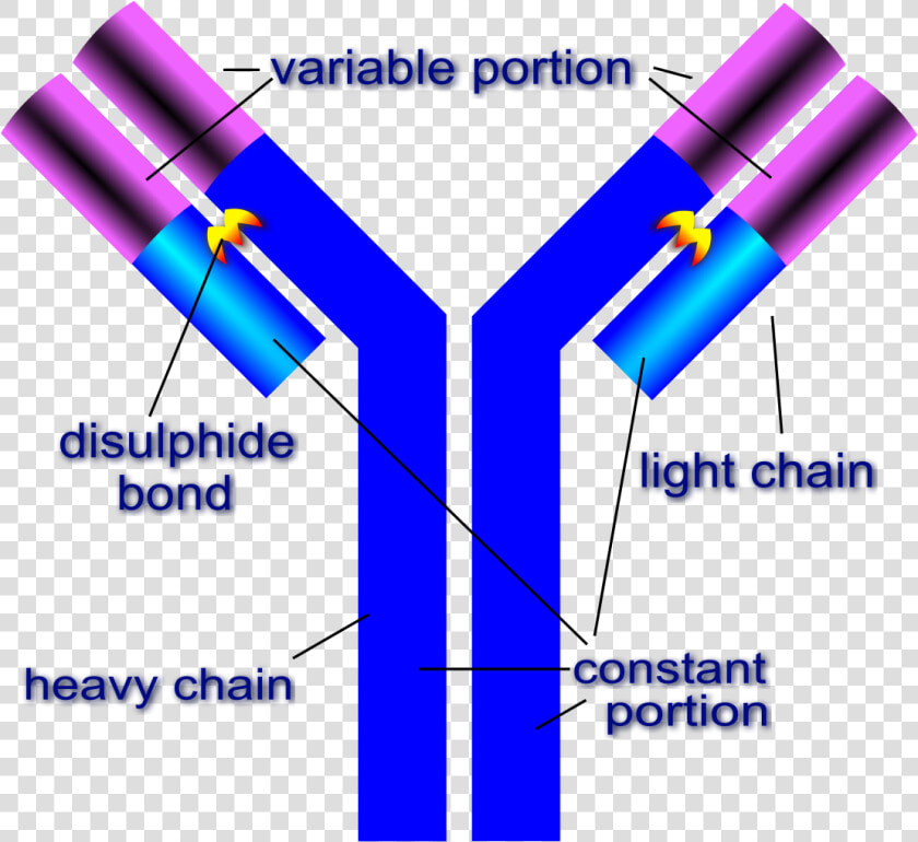 Structure Of Antibody  HD Png DownloadTransparent PNG