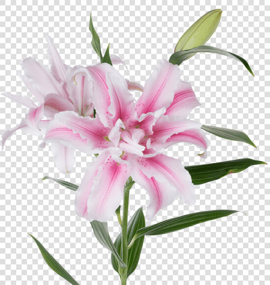 Transparent Lily Of The Valley Clipart   Rose Lily  HD Png DownloadTransparent PNG
