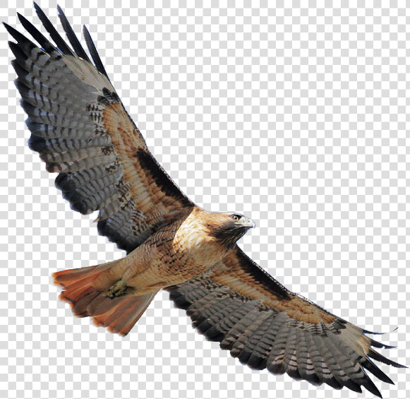 Coopers Hawk Png  Transparent PngTransparent PNG