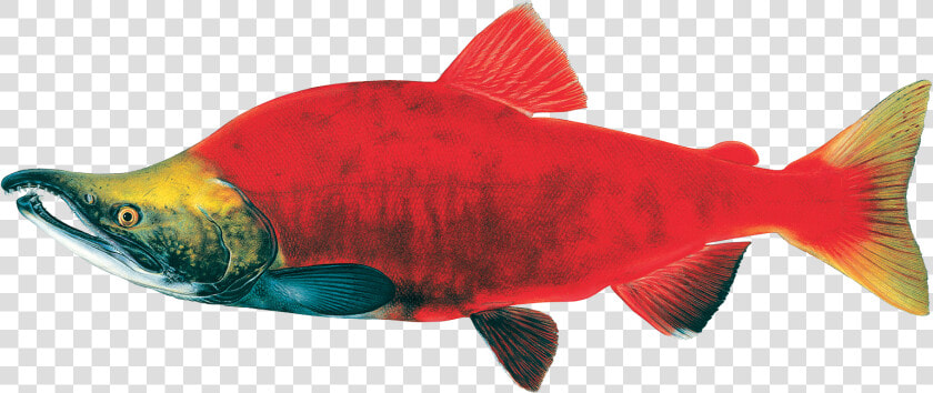 Sockeye Salmon Drawing  HD Png DownloadTransparent PNG