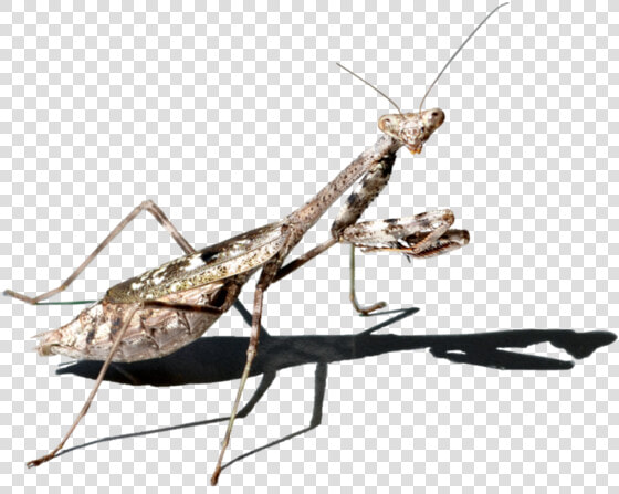 Background Mantis Transparent   Stock Photography  HD Png DownloadTransparent PNG