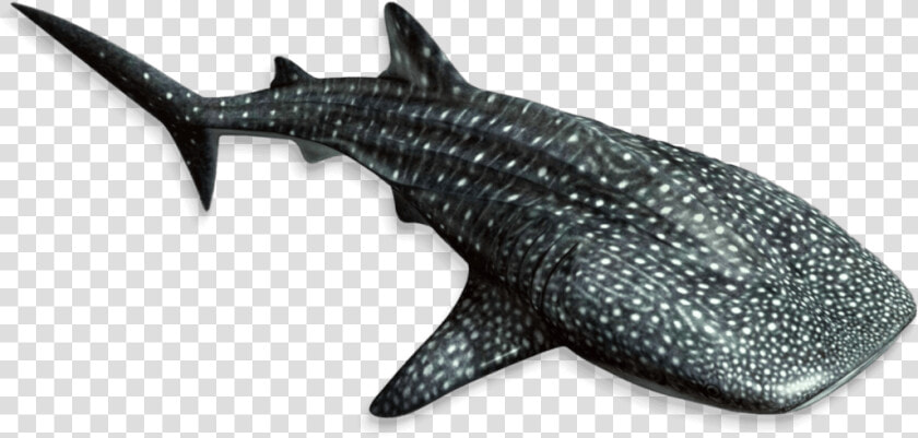 Whale Fish fin animal Mammal lamnidae marine   Under The Sea Fish Png  Transparent PngTransparent PNG