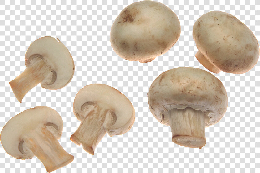 White Mushrooms Png Image   Mushroom Png  Transparent PngTransparent PNG