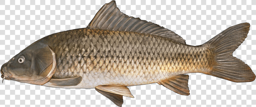 Fish Rui  HD Png DownloadTransparent PNG