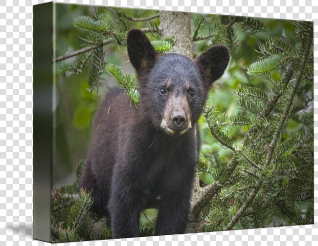 Black By Randall Nyhof   American Black Bear  HD Png DownloadTransparent PNG