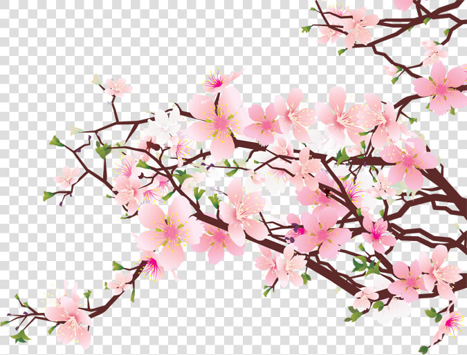 Cherry Blossom Pic   Cherry Blossoms No Background  HD Png DownloadTransparent PNG