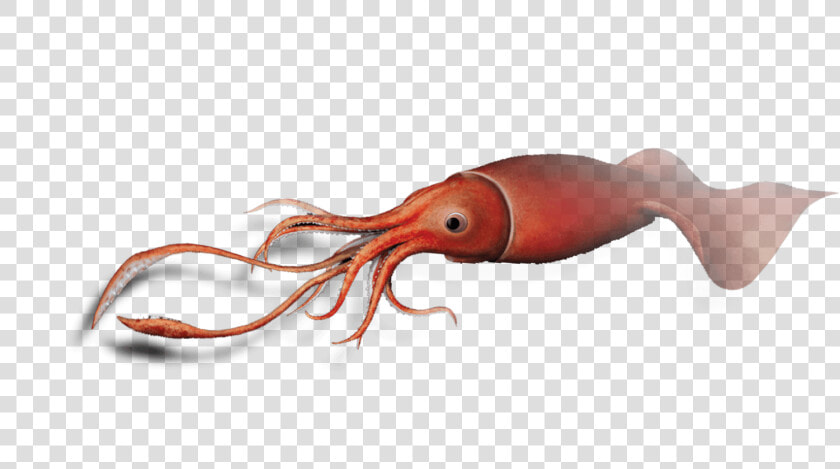 Transparent Squid Png   Giant Squid Png  Png DownloadTransparent PNG