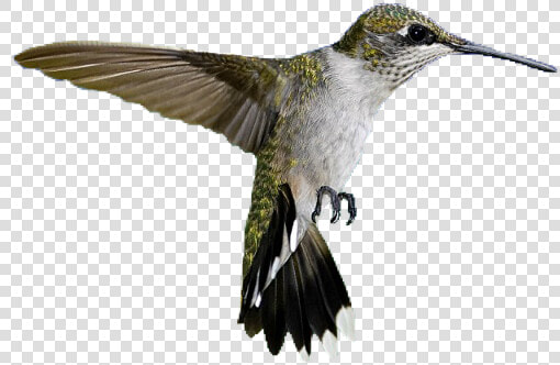  hummingbird  bird  pngs  png  lovely Pngs  usewithcredit   Rufous Hummingbird  Transparent PngTransparent PNG