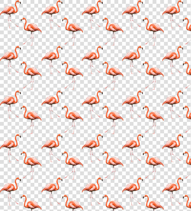  flamingo  cool  summer  background  pattern  freetoedit   Greater Flamingo  HD Png DownloadTransparent PNG