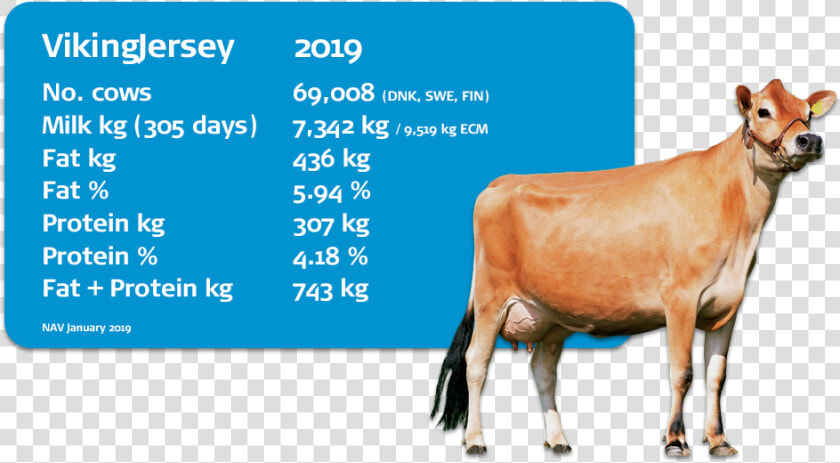 Interbull Evaluations Dairy Cow   Horse  HD Png DownloadTransparent PNG