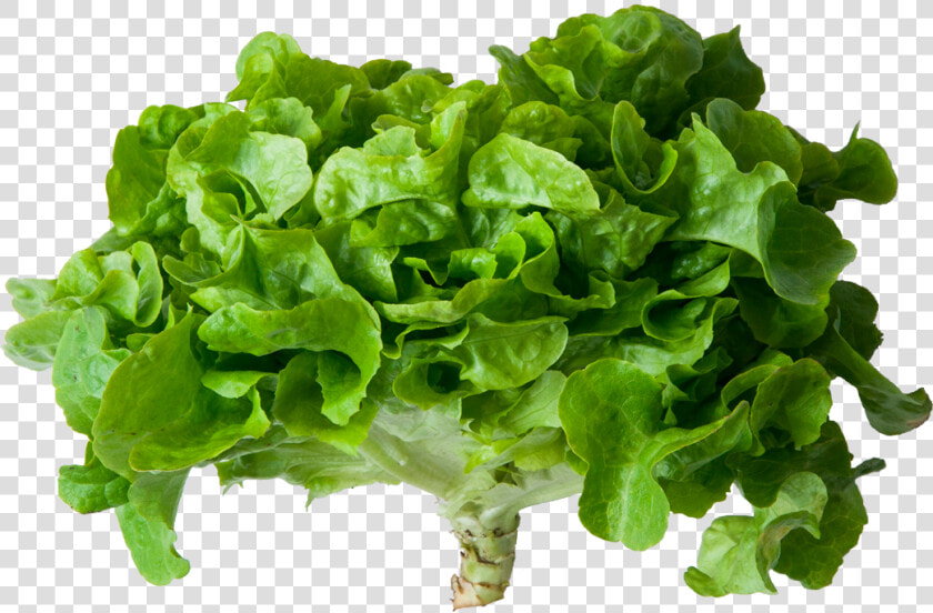 Lechuga Verde   Lechuga Png  Transparent PngTransparent PNG