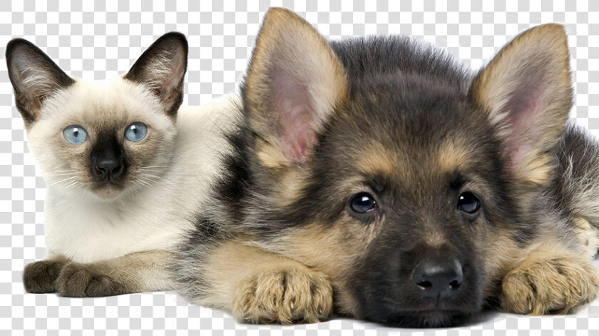 In House Pet Sitting For Cats And Dogs Cleveland Ohio   Kittens And German Shepherds  HD Png DownloadTransparent PNG