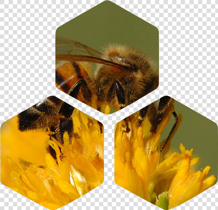 Transparent Pollen Png   California Honey Bee  Png DownloadTransparent PNG