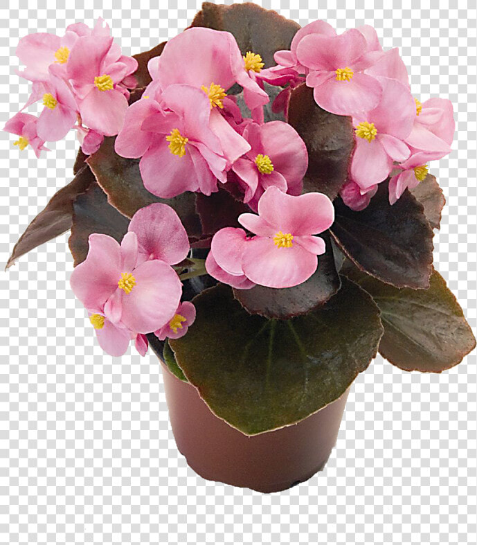 Images Aljanh   Begonya Çiçeği  HD Png DownloadTransparent PNG