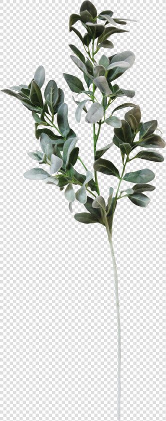 Wedding Invitation Paper Convite White Wedding   Real Eucalyptus Leaves Png  Transparent PngTransparent PNG