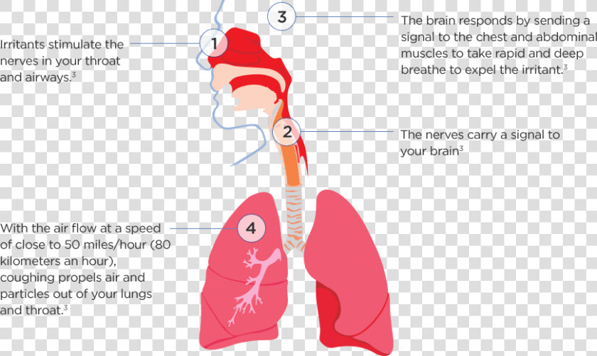 How Do We Cough   Legionella Transmission  HD Png DownloadTransparent PNG