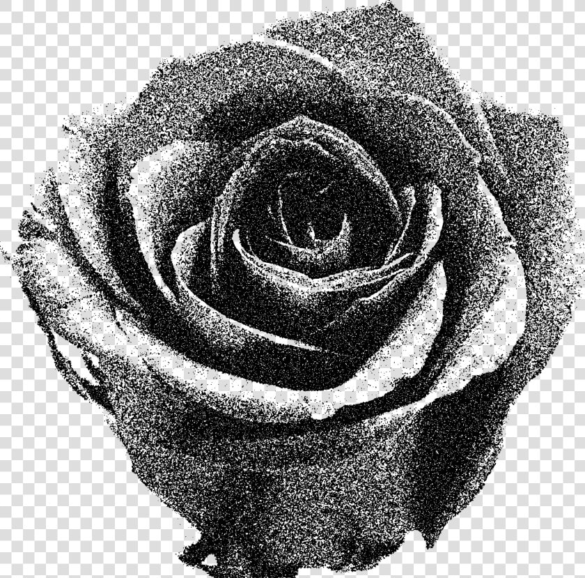 Transparent Black And White Rose Png   Downloading Image Of Red Rose  Png DownloadTransparent PNG
