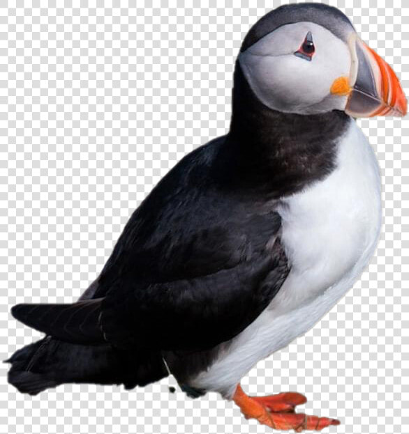 Single Puffin Png Clipart   Atlantic Puffin  Transparent PngTransparent PNG