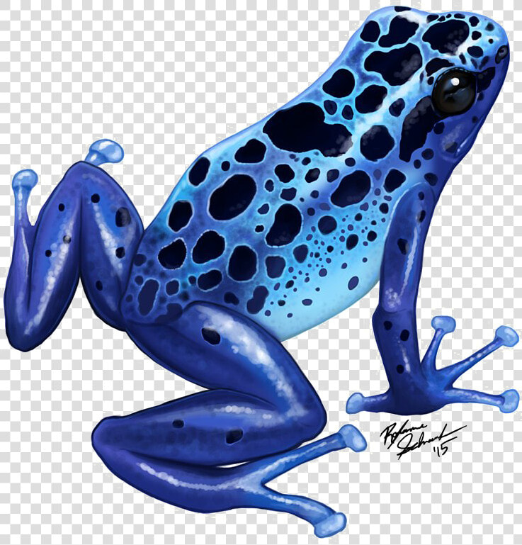 Poison Dart Frog Png Transparent Image   Blue Poison Dart Frog Drawing  Png DownloadTransparent PNG