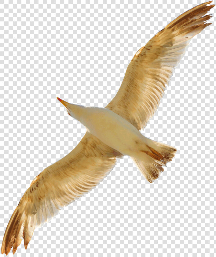 Seagull Png By Evelivesey   Portable Network Graphics  Transparent PngTransparent PNG