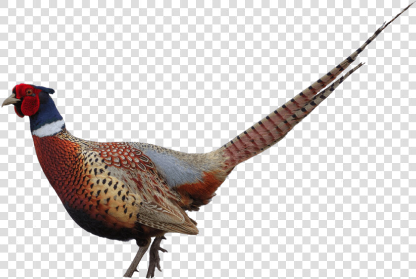 Pheasant Clip Art   Ring Necked Pheasant Png  Transparent PngTransparent PNG