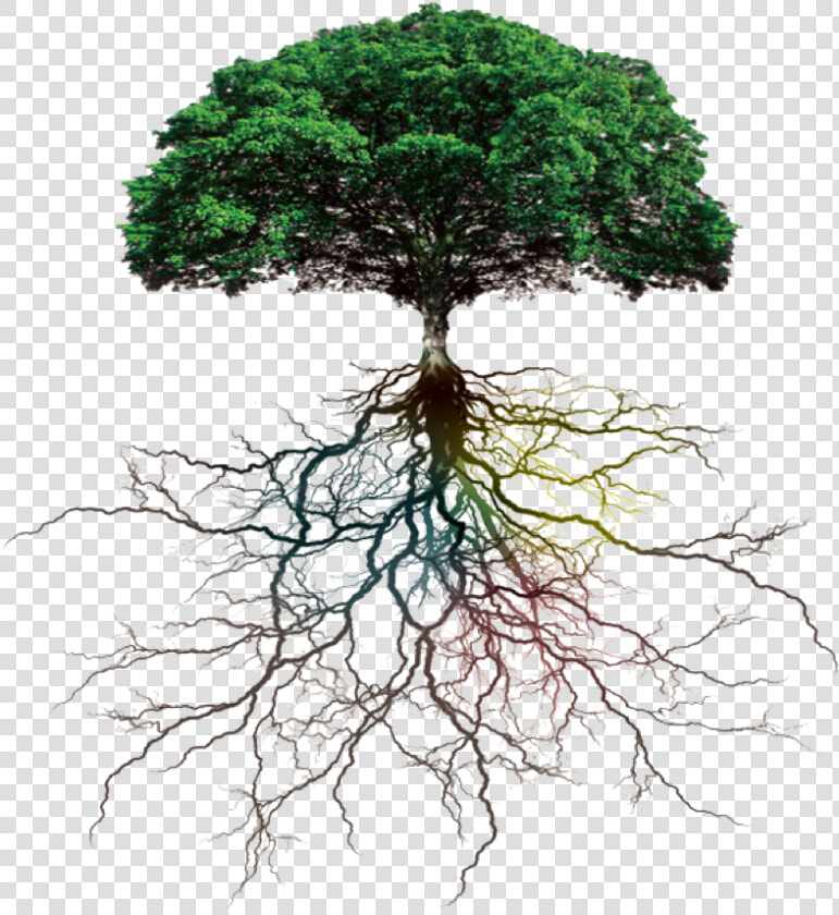  ftestickers  tree roots  freetoedit   Tree With Roots Png  Transparent PngTransparent PNG