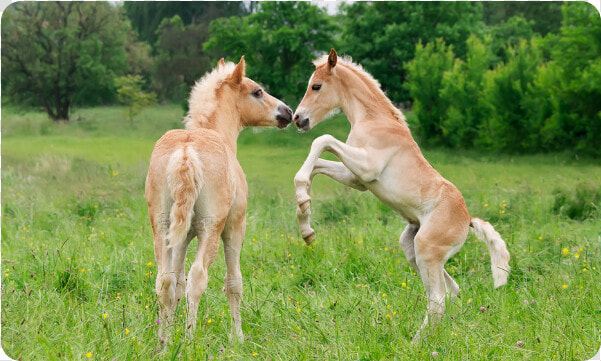 Haflinger Horses Cute Funny Pony Foals Playing Horse   Foals Playing  HD Png DownloadTransparent PNG