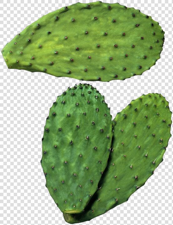 Transparent Nopal Png   สาร สกัด จาก กระบองเพชร  Png DownloadTransparent PNG