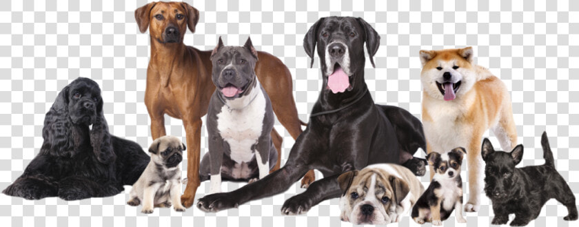 Transparent Happy Dog Png   Different Ages Of Dogs  Png DownloadTransparent PNG