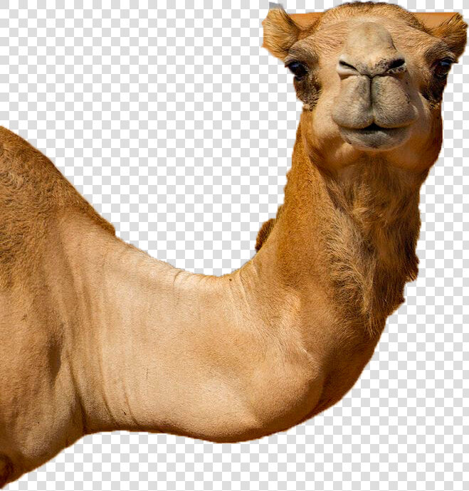 Untitled 1   Camel  HD Png DownloadTransparent PNG