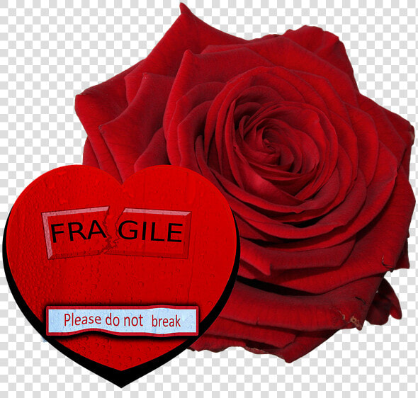 Floribunda  HD Png DownloadTransparent PNG