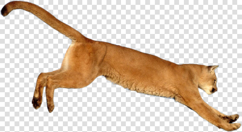 Leaping cougar Png By Salahzw   Jumping Cougar Png  Transparent PngTransparent PNG