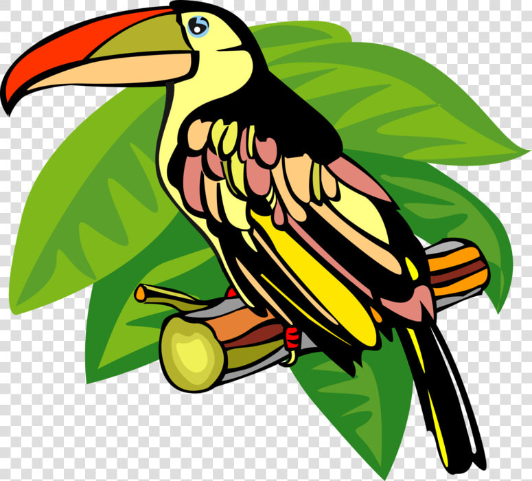 Vector Illustration Of Toucan Bird With Large Beak   Toucan  HD Png DownloadTransparent PNG