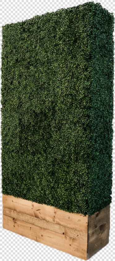 Hedge Wall   Hedge  HD Png DownloadTransparent PNG