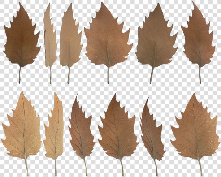 Daun Kering Vector Png  Transparent PngTransparent PNG