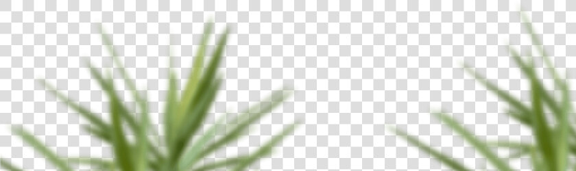 Skip To Content   Sweet Grass  HD Png DownloadTransparent PNG